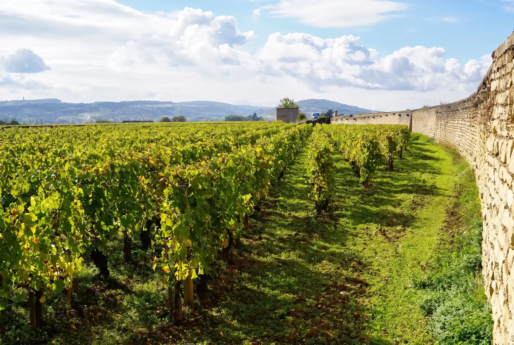 Domaine Jean-Louis Chavy